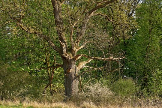 Old gnarled oak on the edge of the forest