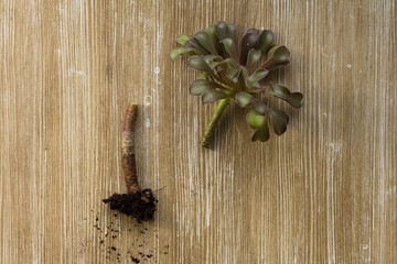 Top view of dark color Aeonium with root after cutting for potting and rooting on the wooden background