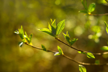 The green young spring leaves at the branch at defocused background with copyspace for text