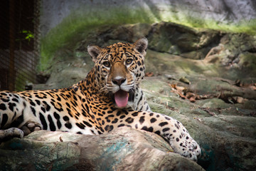 Jaguar