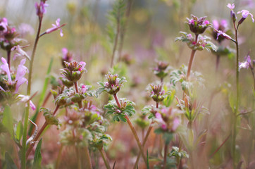 field flowers in early spring of different colors