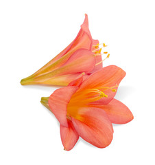Paio di fiori arancioni di Clivia su sfondo bianco