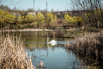 A beautiful elegant white swan is swimming  in a blue clean water of a lake near the golden colored reeds in a town area
