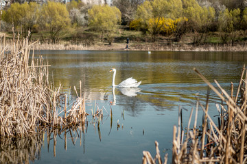 A beautiful elegant white swan is swimming  in a blue clean water of a lake near the golden colored reeds in a town area