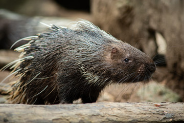 porcupine