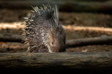 porcupine
