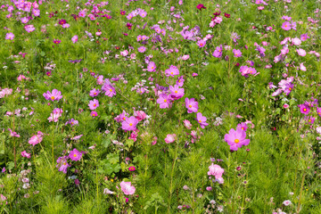 Meadow with beautiful flowers to use as a background.