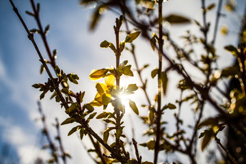 Goldglöckchen im Sonnenlicht