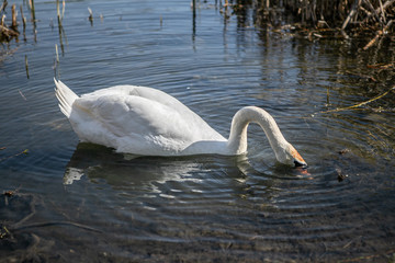 Naklejka premium White elegant swan is swimming and plunging her head under the clean water in a lake 