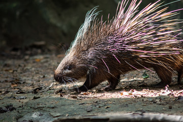 porcupine
