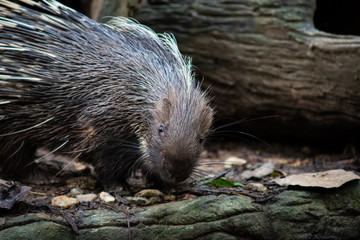 porcupine