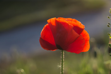 red poppy flower