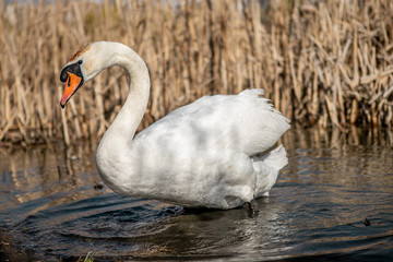 A beautiful elegant white swan is swimming  in a blue clean water of a lake near the golden colored reeds in a town area