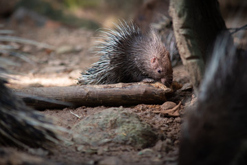 porcupine