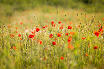 field of red poppies