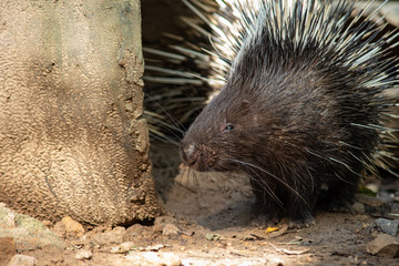 porcupine
