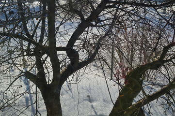 Winter. The trees stand still.