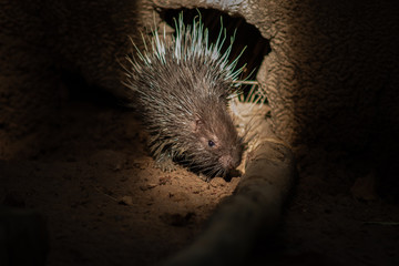 porcupine
