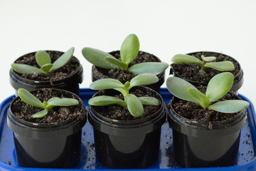 Cuttings of crassula ovata in plastic containers with soil for planting on white background