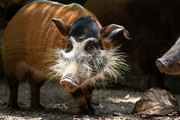 Red river hog