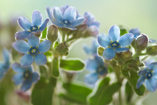 Himmelblauer S&uuml;dstern