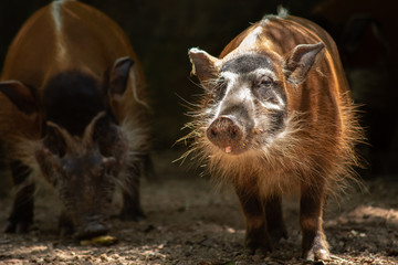 Red river hog