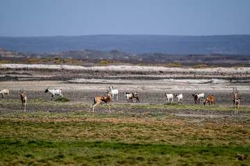 Goats and antelopes near Lake Abbe