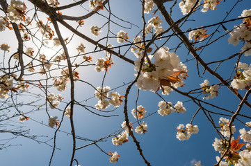 Looking up at vibrant Spring time cherry blossom tree in bloom