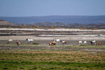 Goats and antelopes near Lake Abbe