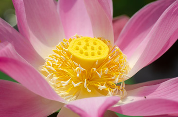 Lotusf lower blooming