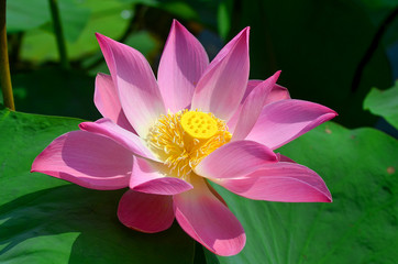 Lotusf lower blooming