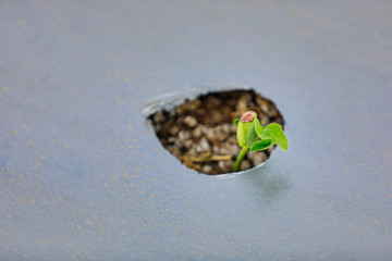 indian modern watermelon farming techniques
