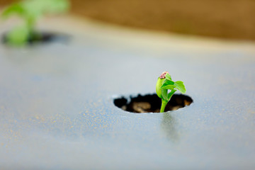 indian modern watermelon farming techniques