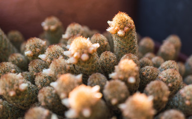 Selective focus on a flowering cactus branch