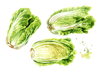 Fresh chinese cabbage set. Hand drawn watercolor illustration isolated on white background
