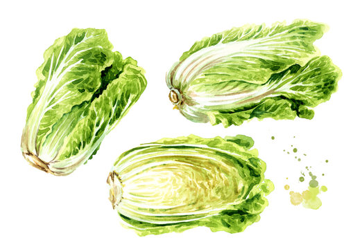 Fresh chinese cabbage set. Hand drawn watercolor illustration isolated on white background