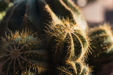 Selective focus on a tubercle of a spiny cactus