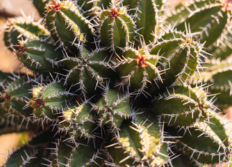 Aerial view of a spiny cactus