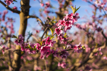 Selective focus on a cherry blossom branch