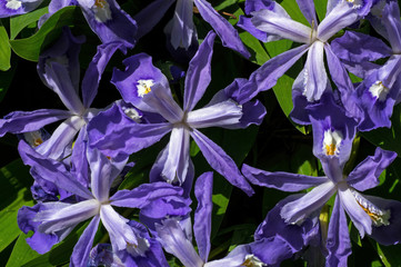Dwarf crested iris in bloom. It is a rhizomatous perennial plant endemic to the eastern USA. It has...