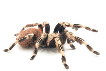 The Brazilian red and white tarantula (Nhandu chromatus) is a tarantula species that is native to...