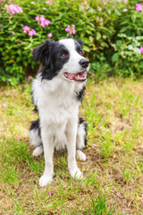 Outdoor portrait of cute smiling puppy border collie sitting on grass flower background. New lovely member of family little dog gazing and waiting for reward. Pet care and funny animals life concept.