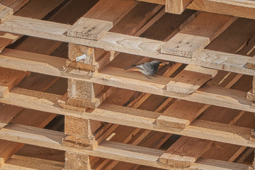 Bird eats  butterfly © J.Niewęgłowski