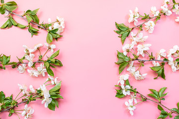 Fototapeta na wymiar cherry flowers on pink background. mockup with copy space