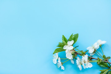 cherry flowers on blue background. mockup with copy space