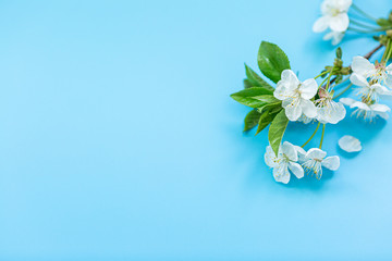 cherry flowers on blue background. mockup with copy space