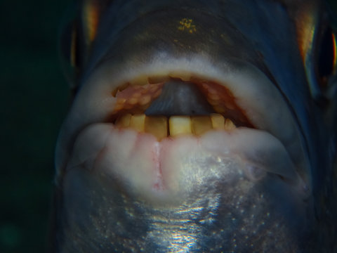 Fish teeth of a wild atlantic white seabream, Diplodus sargus, alive. Fish smiling and showing their teeth to a spearfisher underwater, while hunting. It seems Pacu tooth, from Amazonas river.