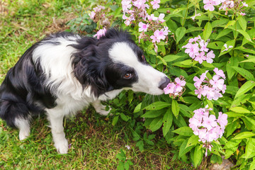 Outdoor portrait of cute smiling puppy border collie sitting on park or garden background. New lovely member of family little dog smelling flowers. Pet care and funny animals life concept.