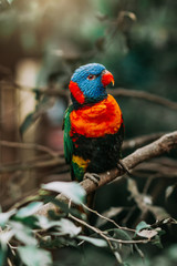 Trichoglossus haematodus sitting on a tree branch with sunshine pouring overhead. Close up of a tropical multicolor bird in natural conditions.