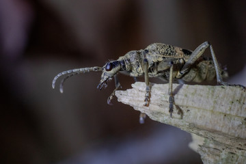 Käfer auf einem Ast